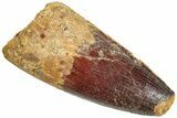 Fossil Spinosaurus Tooth - Robust Tooth #296545-1